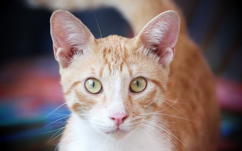 close-up of orange tabby cat