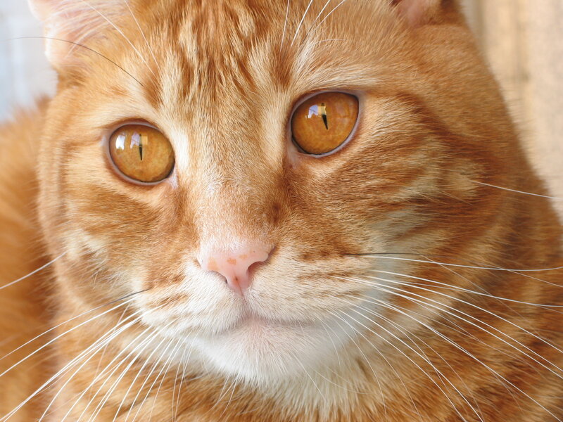 close-up of orange tabby cat