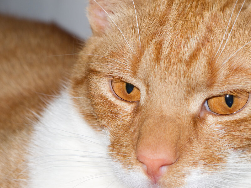 close-up of orange tabby cat