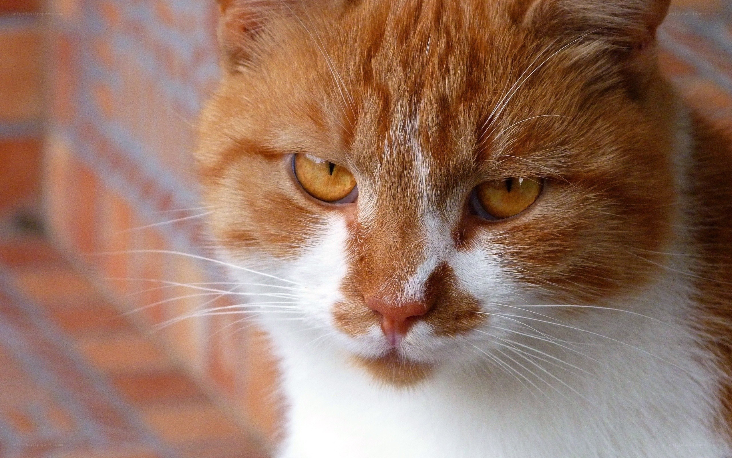 close-up of orange tabby cat