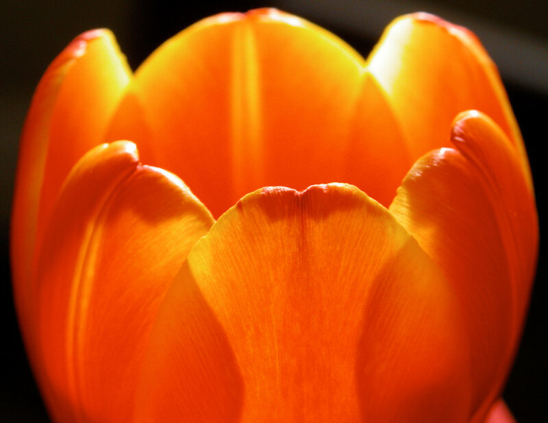 Close-up of Orange Tulip — Dramatic, Photograph