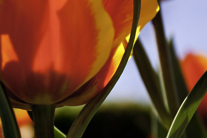 Close-up of Orange Tulip — Dramatic
