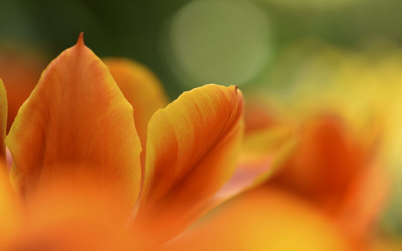 Close-up of Orange Tulip — Serene