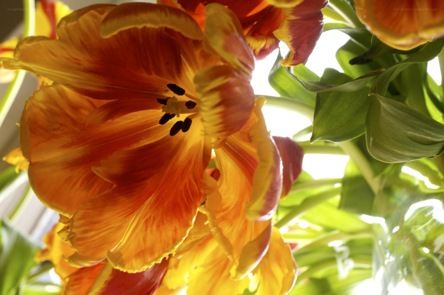 Close-up of orange tulip