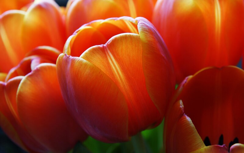 Close-up of orange tulips