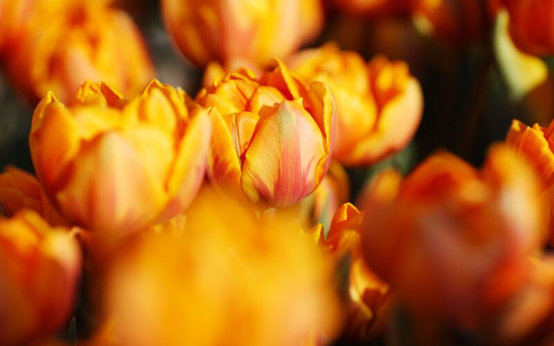 Close-up of orange tulips