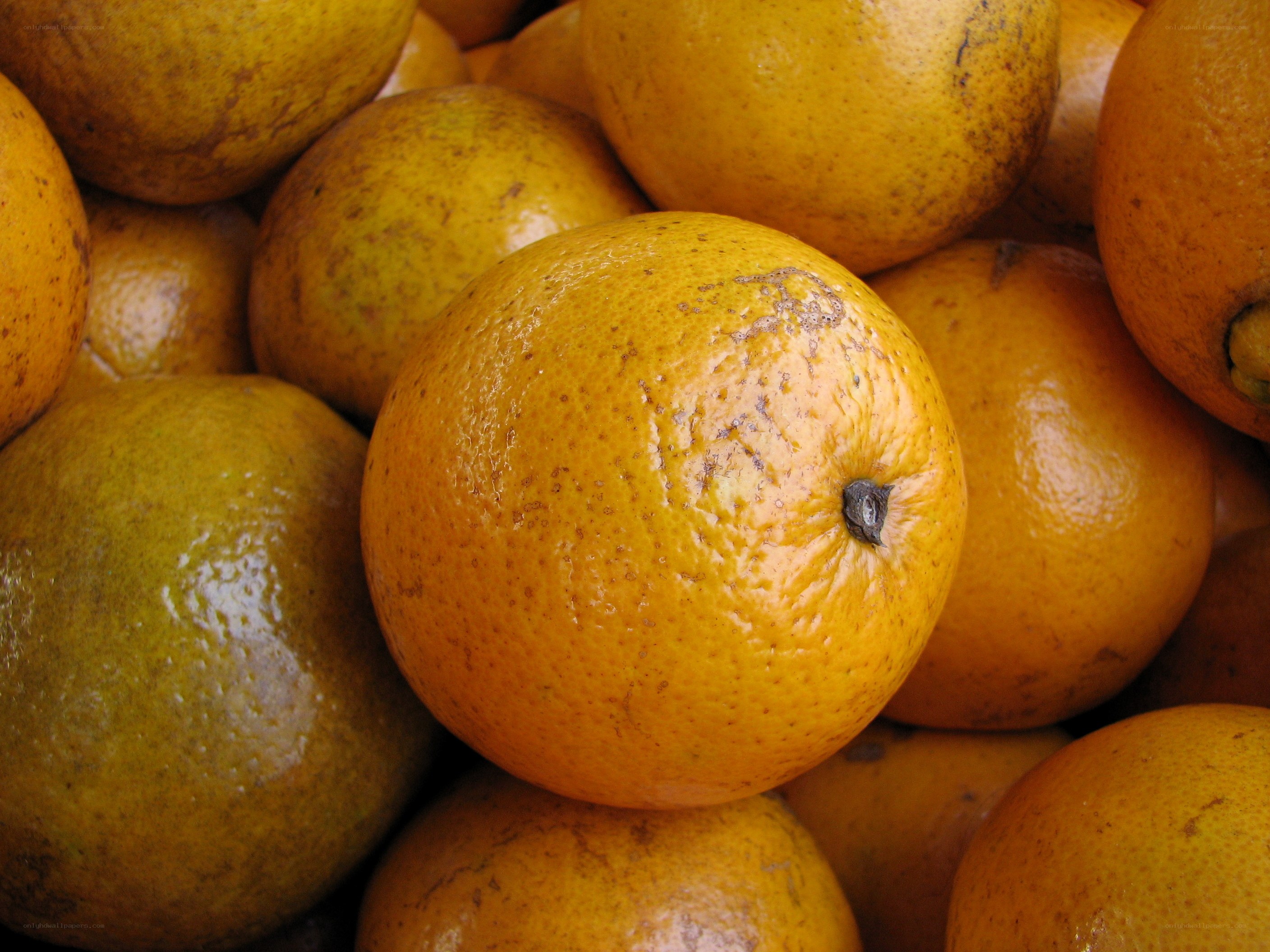 close-up of oranges