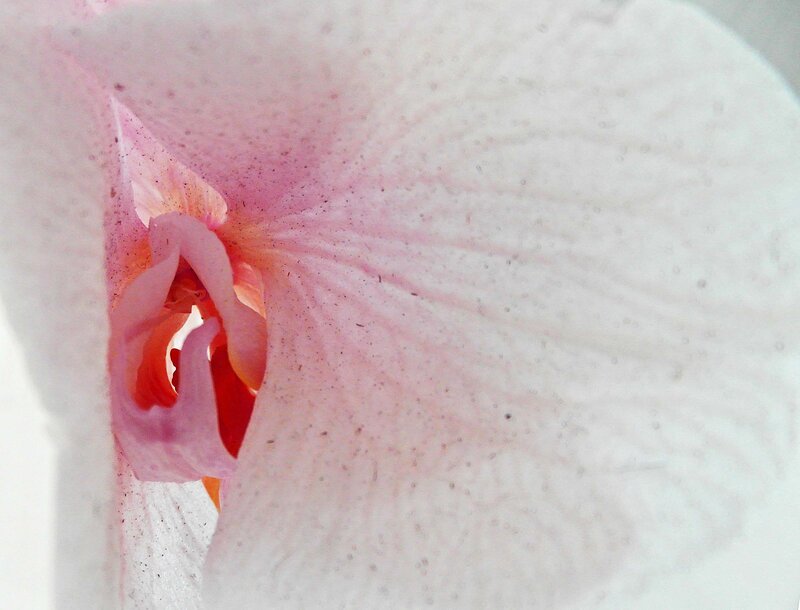 Close-up of Orchid Flower — Pink