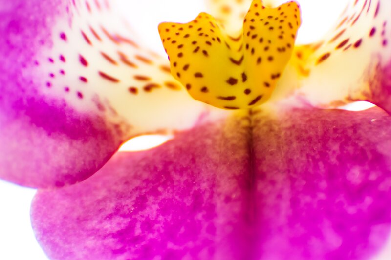 Close-up of Orchid Flower — Purple