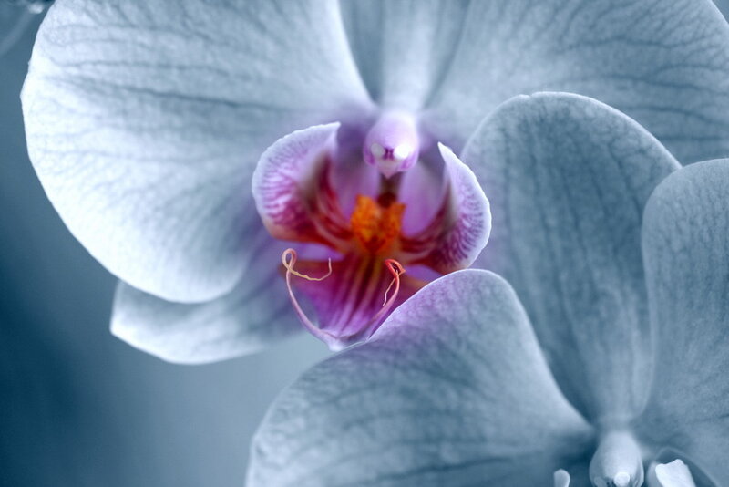 Close-up of Orchid Flower