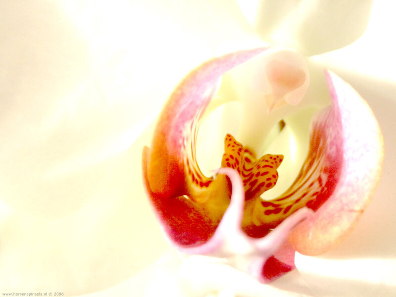 Close-up of Orchid Flower — White, Serene, Photograph