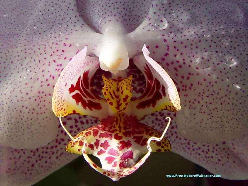 Close-up of Orchid Flower — White