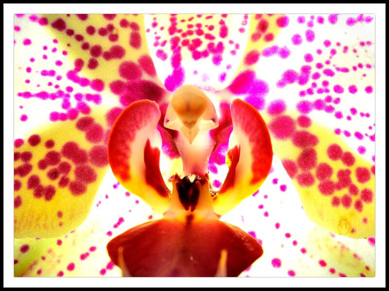 Close-up of Orchid Flower — Yellow