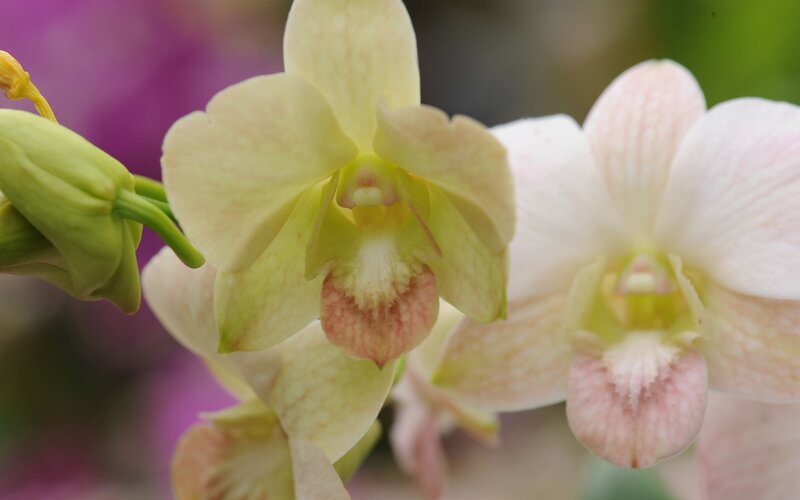 Close-up of orchid flowers