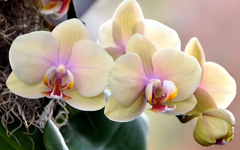 Close-up of orchid flowers