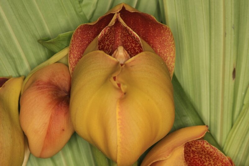 Close-up of orchid flowers