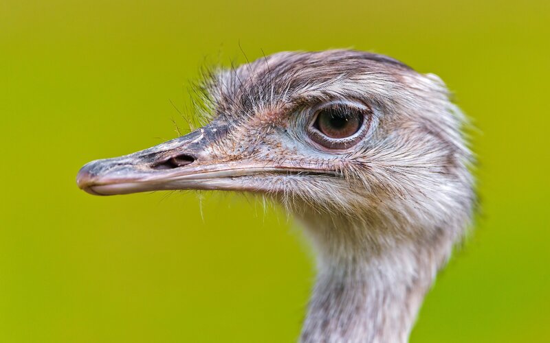 Close-up of Ostrich Head