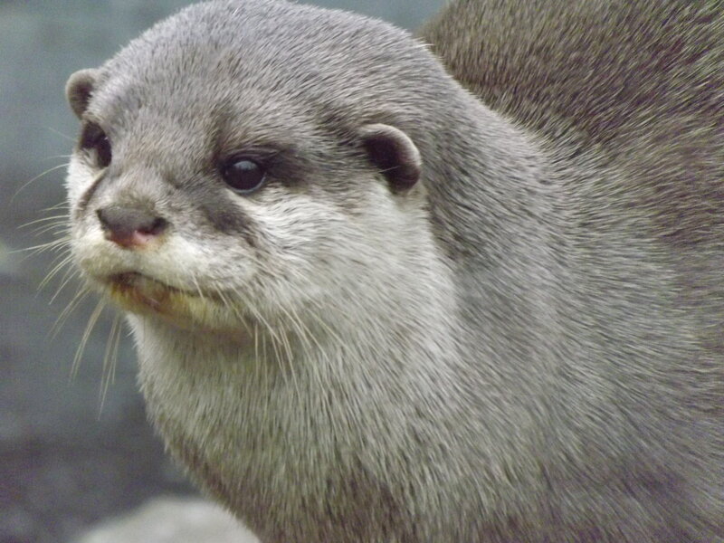 Close-up of Otter