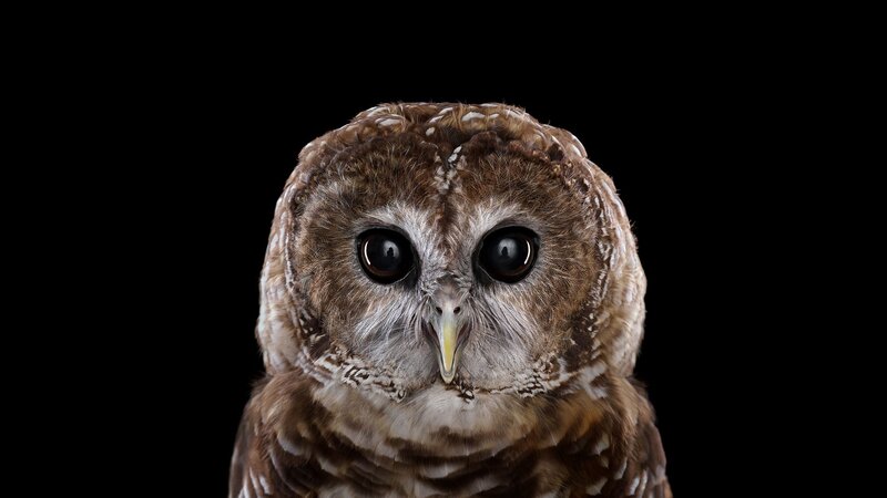 Close-up of Owl — Brown, Intense