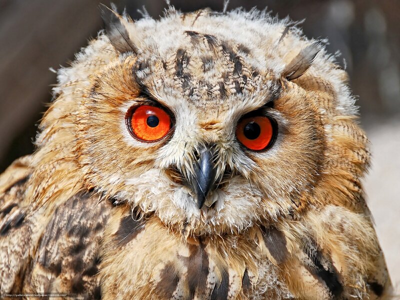 Close-up of Owl — Brown