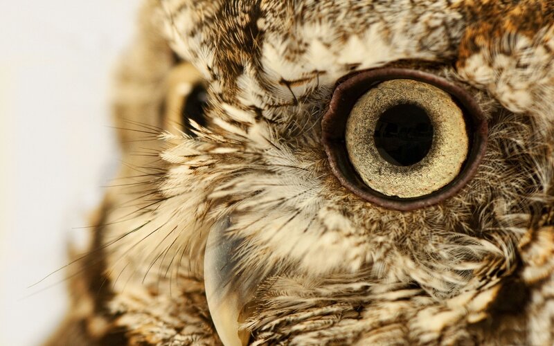 Close-up of Owl Eye — Brown