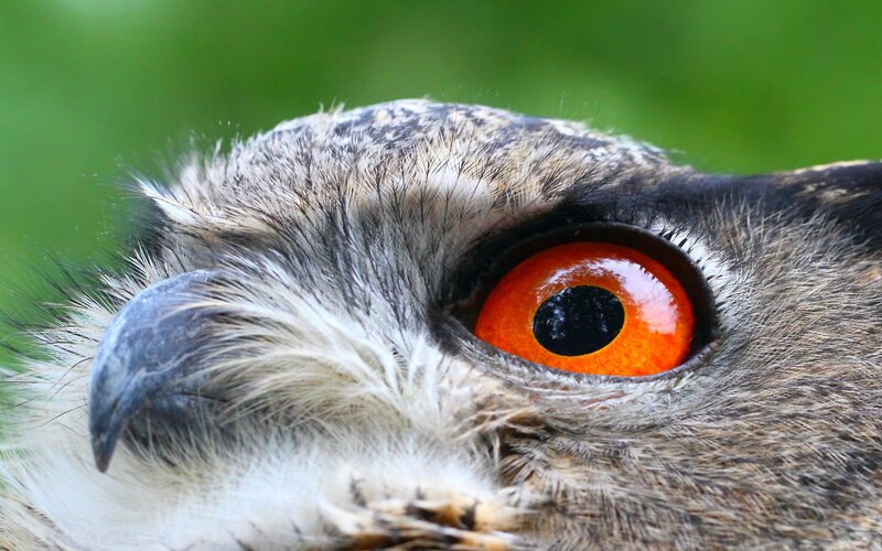 close-up of owl eye