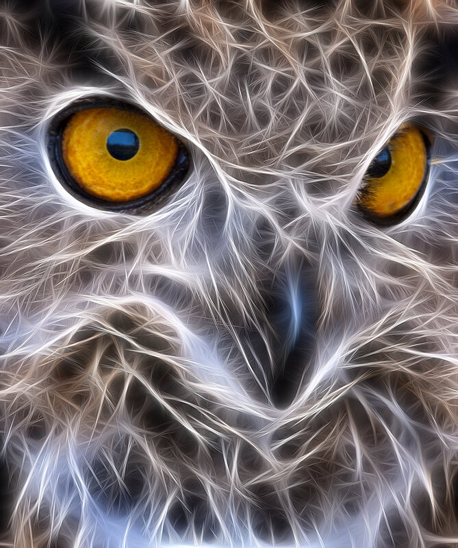 Close-up of owl eyes