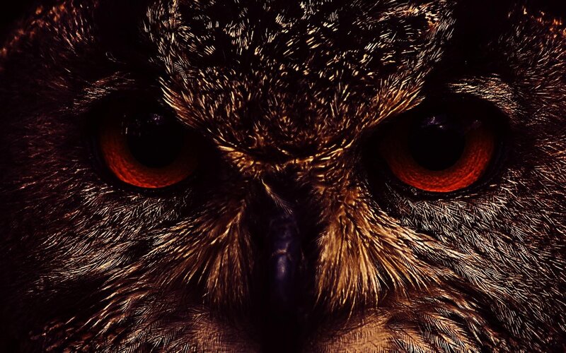 close-up of owl eyes