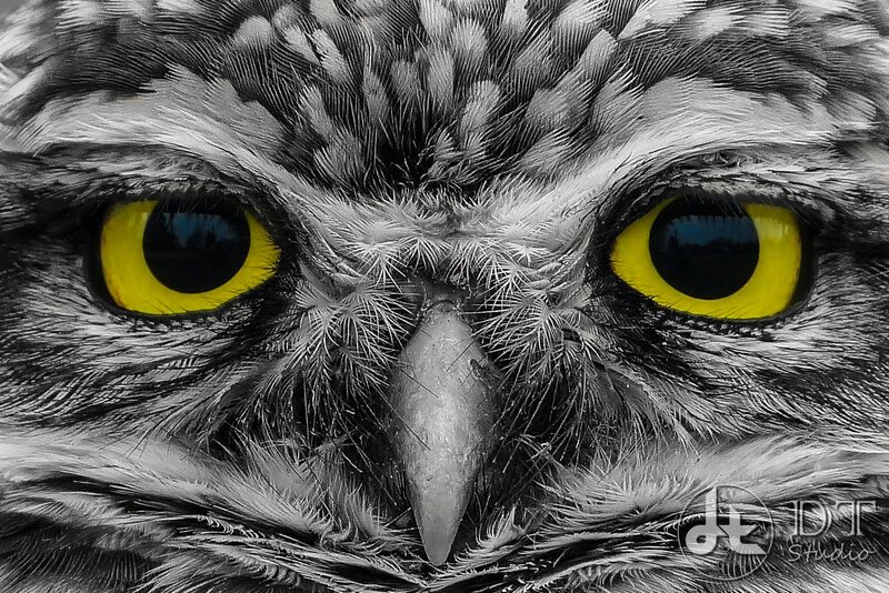 close-up of owl eyes