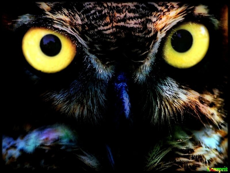 close-up of owl eyes