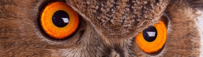 close-up of owl eyes
