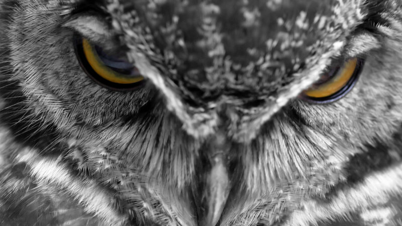 Close-up of Owl Eyes — Black