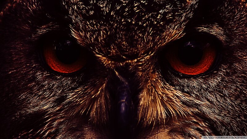 Close-up of Owl Eyes — Brown, Intense