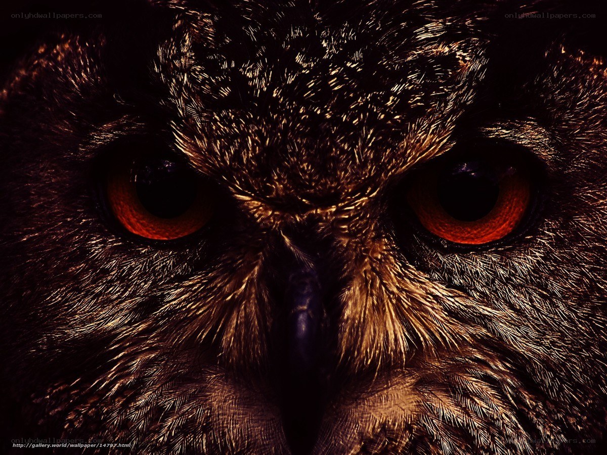 Close-up of owl eyes