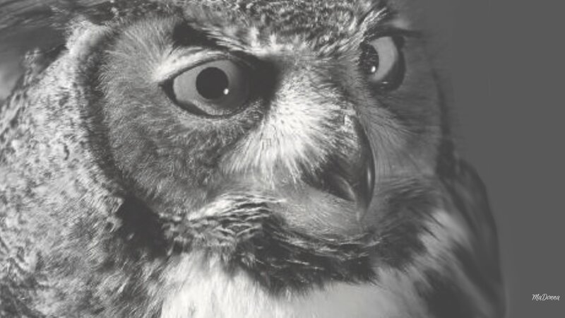Close-up of Owl Face — Black, Intense, Photograph, Eyes