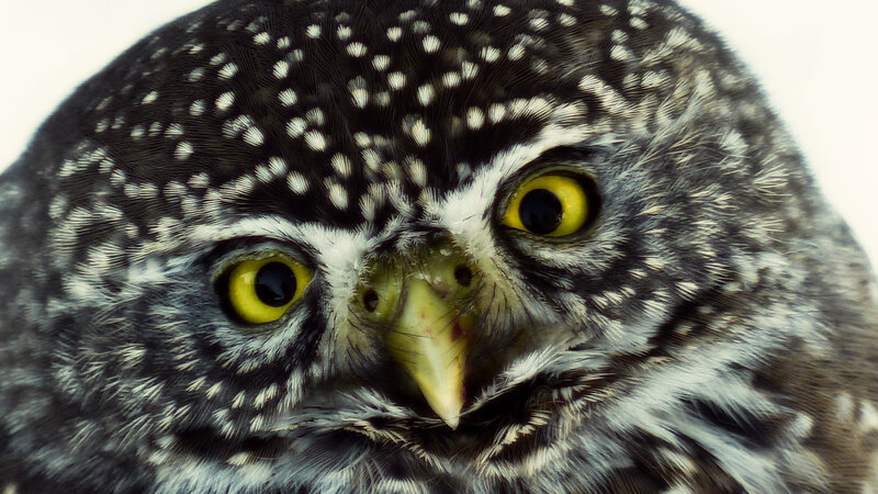 Close-up of Owl Face — Black, Intense