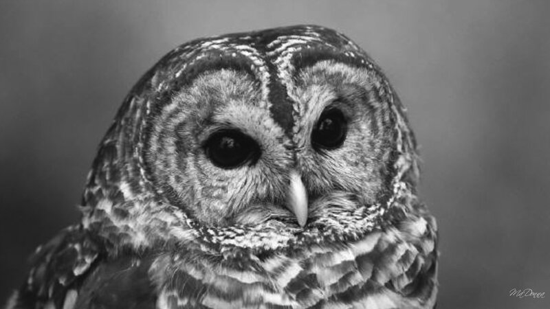 Close-up of Owl Face — Black