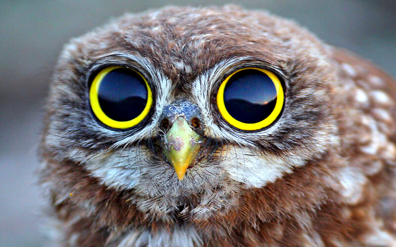 Close-up of Owl Face — Brown, Curious