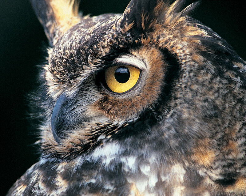 Close-up of Owl Face — Brown, Intense, Photograph, Eye