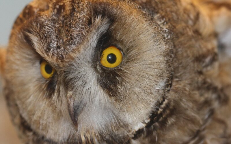 Close-up of Owl Face — Brown, Intense, Photograph, Yellow Eyes