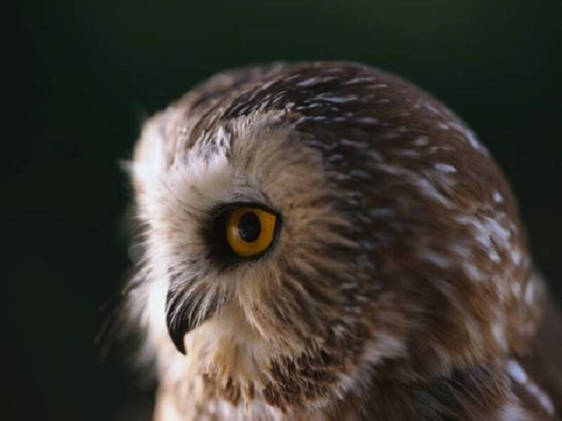 Close-up of Owl Face — Brown, Intense