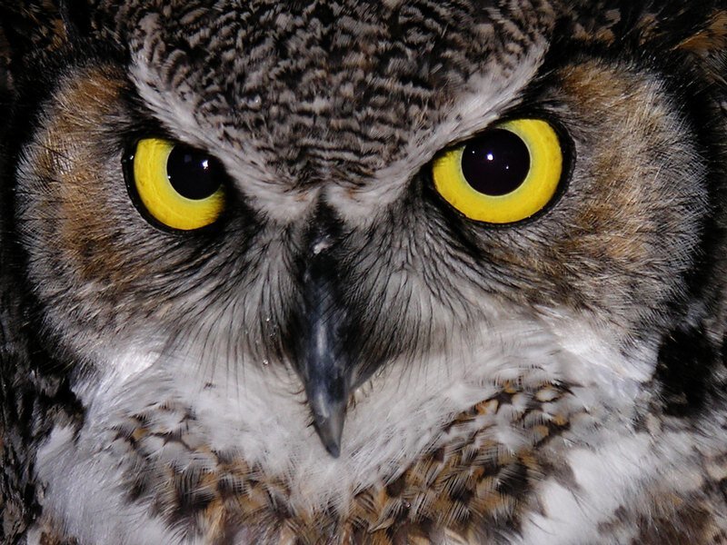 Close-up of Owl Face — Brown