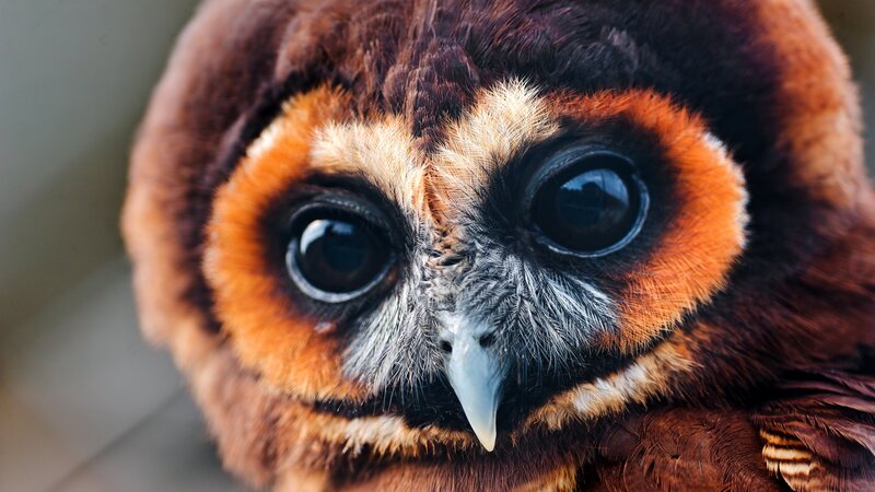 Close-up of Owl Face — Feathers