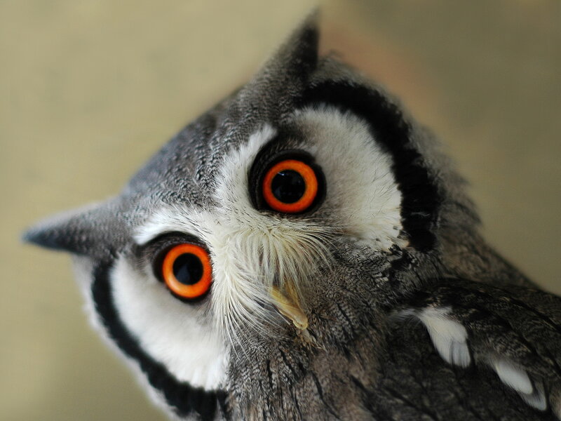 Close-up of Owl Face — Gray, Intense, Photograph, Eyes