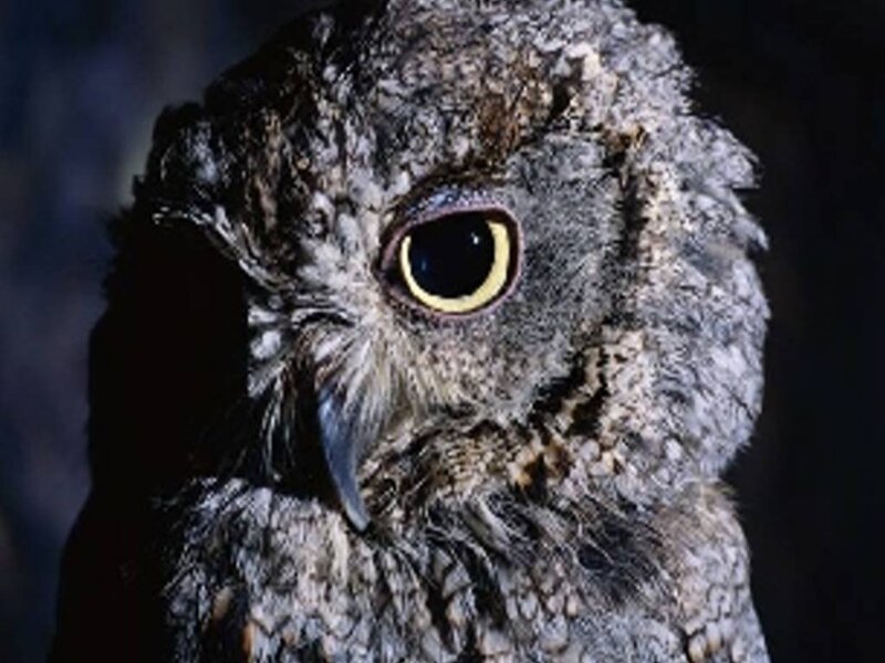 Close-up of Owl Face — Gray, Intense