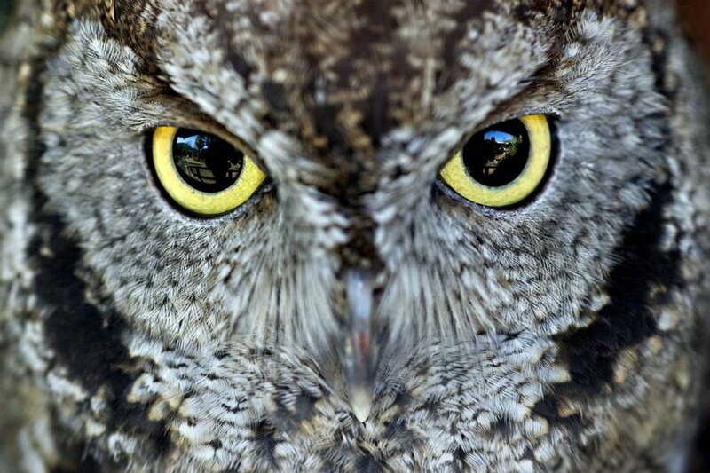 Close-up of Owl Face — Gray