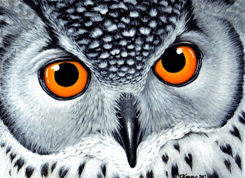 Close-up of Owl Face