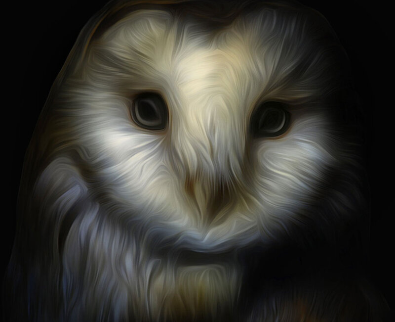Close-up of Owl Face — White, Dramatic
