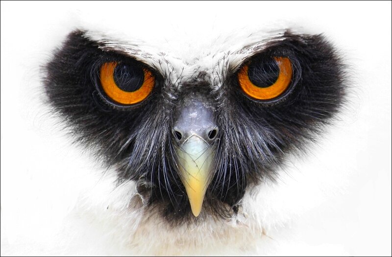 Close-up of Owl Face — White