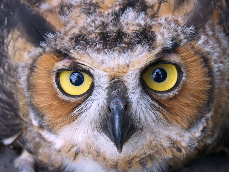 Close-up of Owl Face — Yellow, Intense